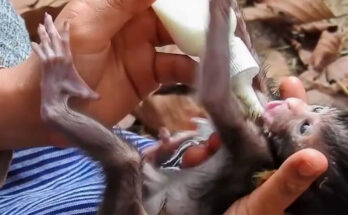 A newborn long-tailed macaque lying alone on a stone path near Angkor Wat, eyes barely open, with a caregiver's hand gently offering a small milk bottle.