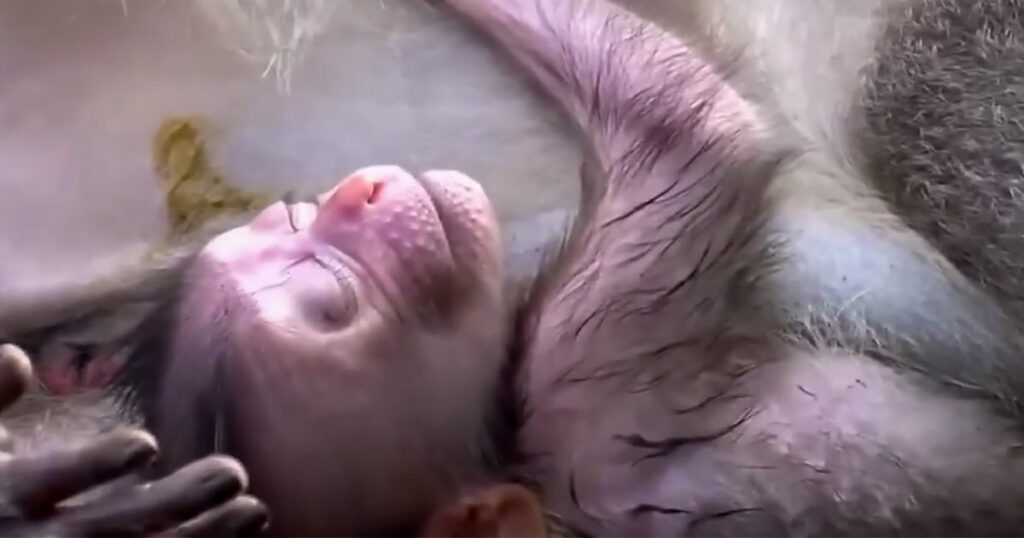 #babymokey