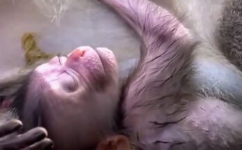 A long-tailed macaque mother sits on an ancient stone ledge in the Angkor Wat forest, holding her visibly weak infant close to her chest with both arms.