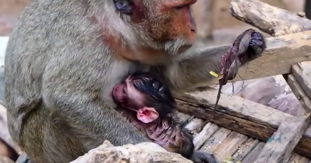 She Came Into the World Still Tied to Her Mother — A Rare Morning at Angkor Wat
