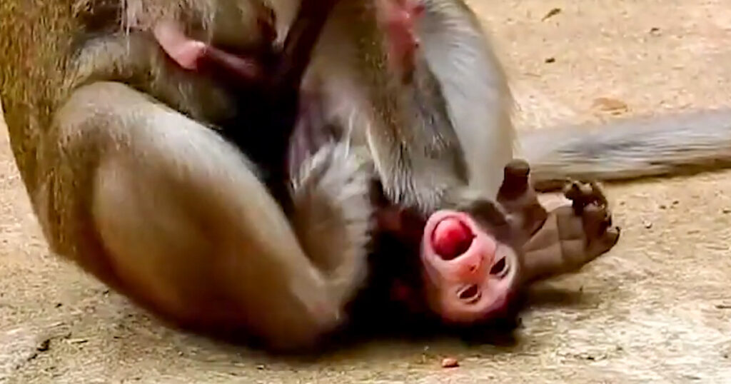 She Pushed Her Away Again — What This Mother Monkey Is Telling Us