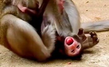 A long-tailed macaque mother sits on a stone surface in the Angkor Wat forest, her newborn clinging to her chest while an older juvenile sits nearby watching quietly.