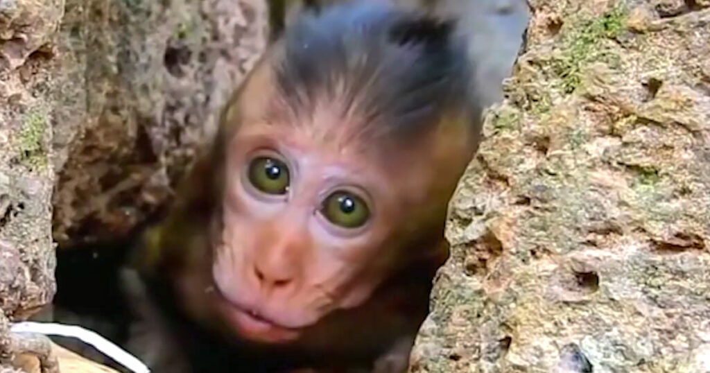 The Little One Kept Calling — But His Mother Never Came Back