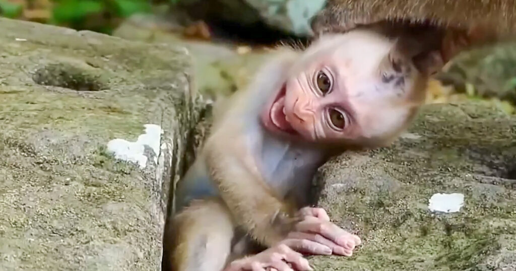 She Cried Out, But Nobody Came — The Moment a Baby Monkey Was Left Behind