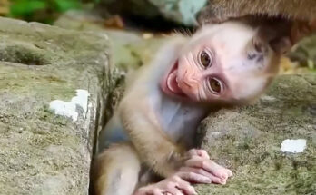A young long-tailed macaque clings to a mossy stone wall in the Angkor Wat forest, with its mother visible ahead on a tree root.