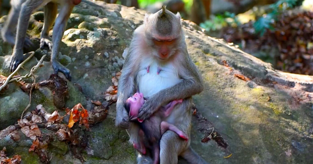 Gentle But Firm: Mother Monkey Begins Teaching Independence to Her Baby