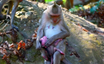 Baby monkey following his mother through the Angkor Wat forest during the weaning process.