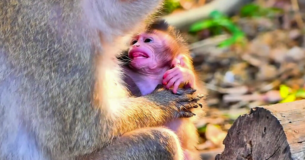 Baby Monkey Niko Reaches for Mom in the Rain — And She Pulls Him Close
