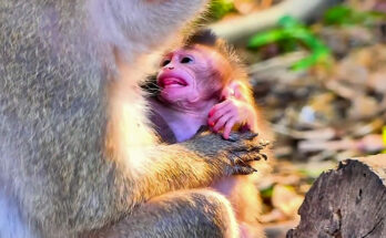 A baby long-tailed macaque clings to his mother's chest during a light rain in the forest near Angkor Wat, Cambodia.
