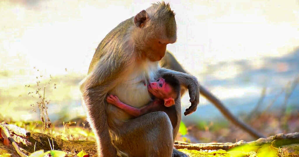 Gentle But Firm: Mother Monkey Begins Teaching Independence to Her Baby