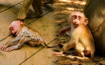 A young long-tailed macaque infant clings to a stone temple wall at Angkor Wat, crying with mouth open wide, while its mother sits nearby looking away
