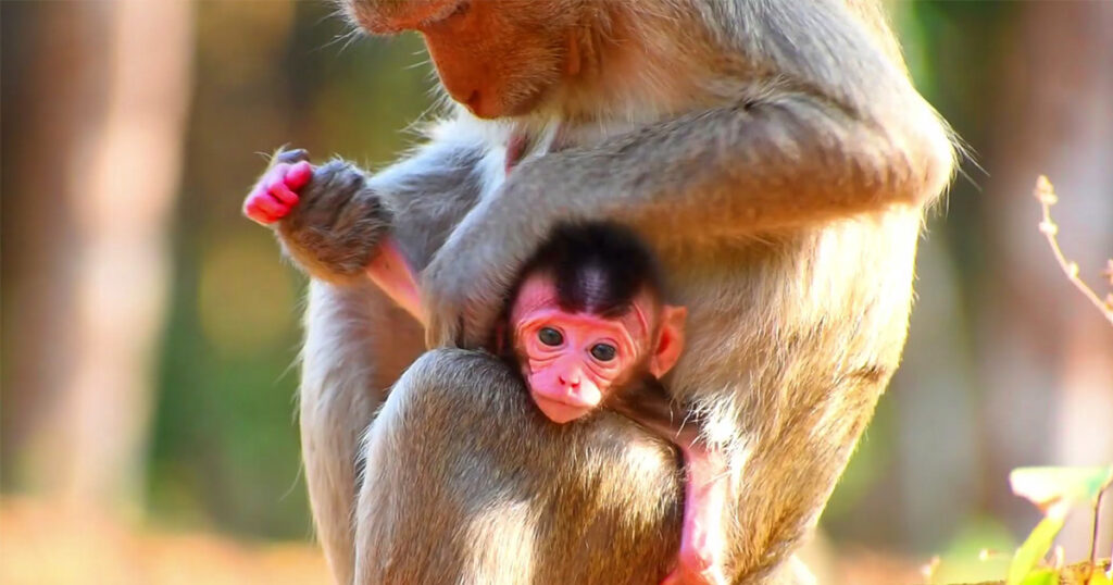 Gentle But Firm: Mother Monkey Begins Teaching Independence to Her Baby