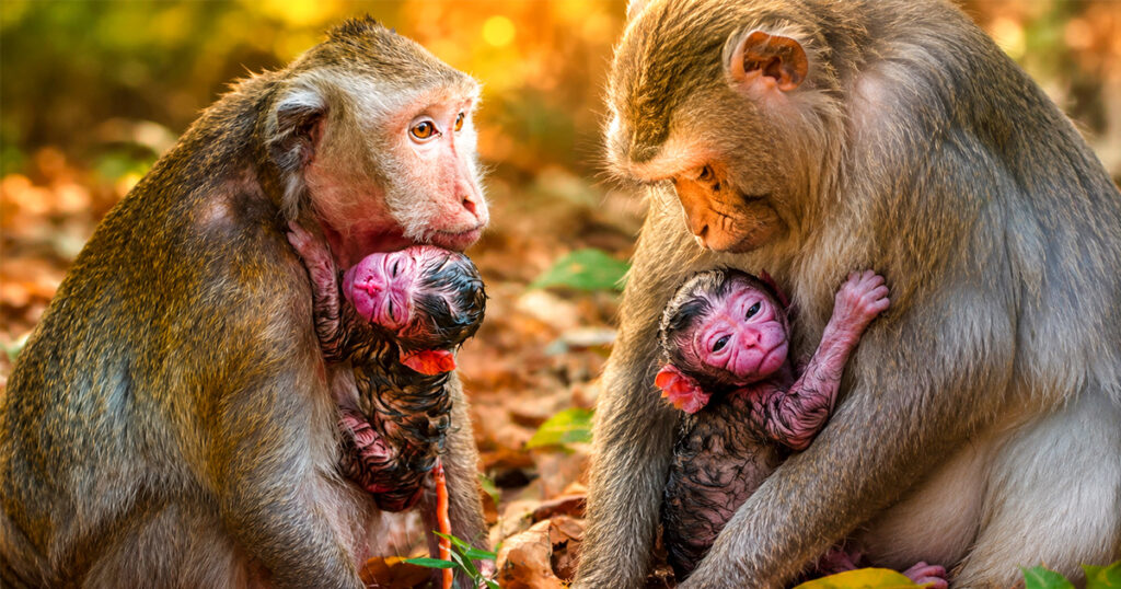 She Did It. After Hours of Labor in the Ancient Forest, This Brave Mom Finally Held Her Baby