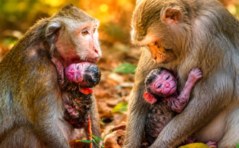 A long-tailed macaque mother named Karita holds her newborn baby in the forest of Angkor Wat, Cambodia, shortly after giving birth.