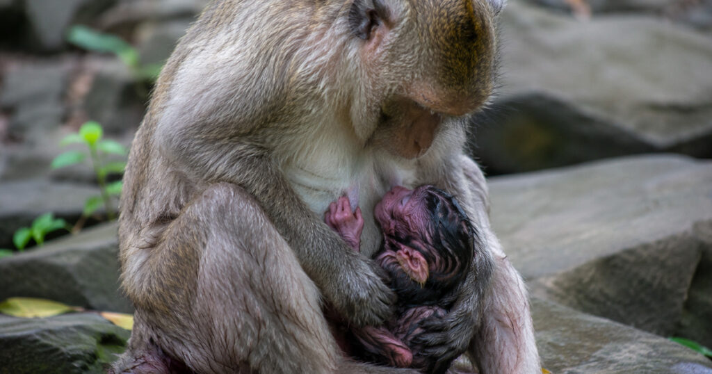 A Quiet Evening Miracle: Mother Monkey Welcomes Her Newborn in the Angkor Wat Forest