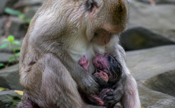 Newborn baby monkey resting safely against its mother shortly after birth in the Angkor Wat forest.