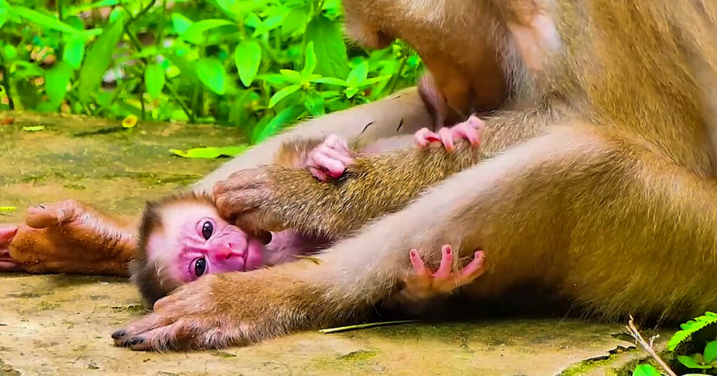 The Moment a Newborn Monkey Finally Found Her Mother's Arms in the Angkor Wat Forest