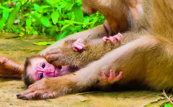 A newborn long-tailed macaque clings to its mother on a mossy stone wall in the Angkor Wat forest, Cambodia.