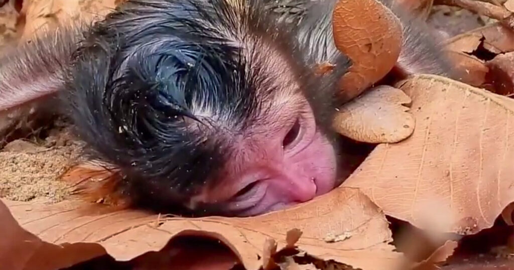 A Tiny New Life in the Angkor Forest—But Mom Seems Unsure What to Do