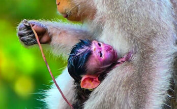 A young long-tailed macaque mother sits on a stone wall at Angkor Wat, cradling her newborn infant against her chest in the early morning light.