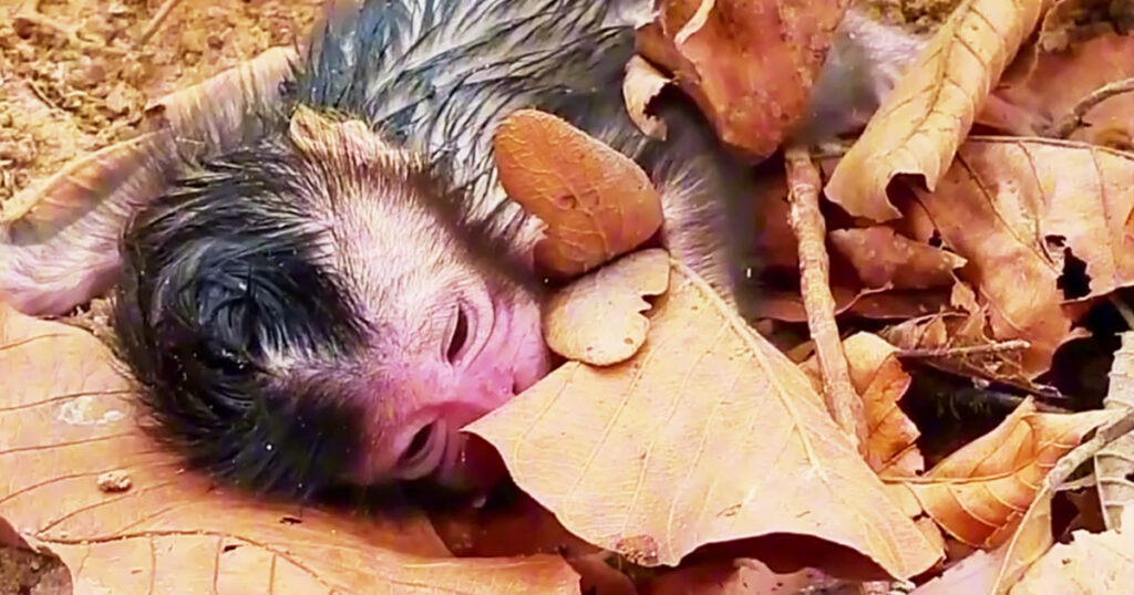 A Tiny New Life in the Angkor Forest—But Mom Seems Unsure What to Do