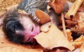 Newborn baby monkey resting against its young mother in the Angkor Wat forest during its first day of life.