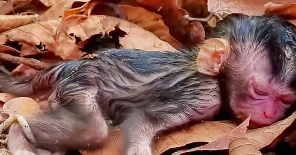A Tiny New Life in the Angkor Forest—But Mom Seems Unsure What to Do
