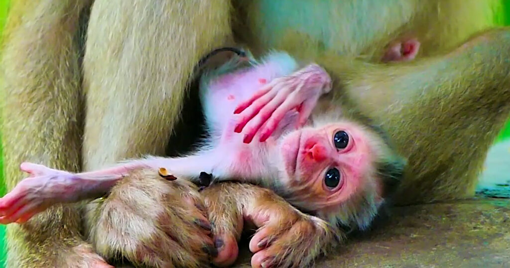 A Mother's First Hours: Watching Milina Hold Her Newborn in the Angkor Wat Forest