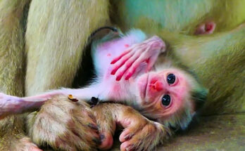 A long-tailed macaque mother named Milina holds her pink newborn infant close to her chest while sitting on an ancient stone wall in the Angkor Wat forest, Cambodia.