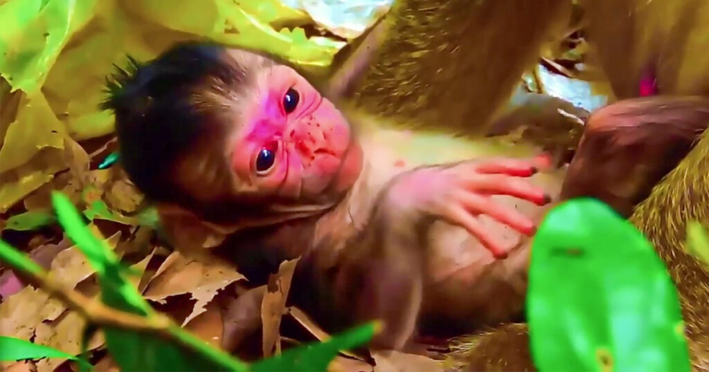 A Newborn Too Small to Hold On — What Happened Next in the Angkor Wat Forest Stopped Everyone