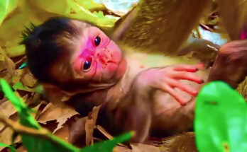 A newborn baby macaque being gently cradled by an older female monkey among the tree roots of the Angkor Wat forest, Cambodia.