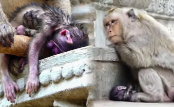 A long-tailed macaque mother sits on a stone wall at Angkor Wat, cradling her motionless infant with both arms in a quiet act of grief.