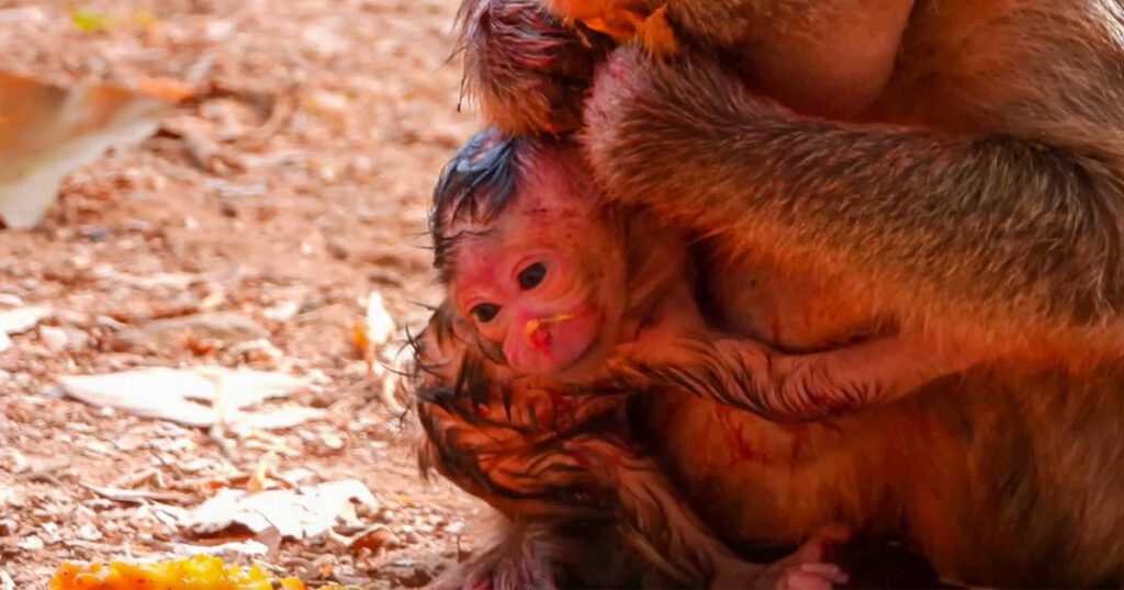 A Newborn Monkey Takes Her First Breath in the Ancient Forest of Angkor Wat