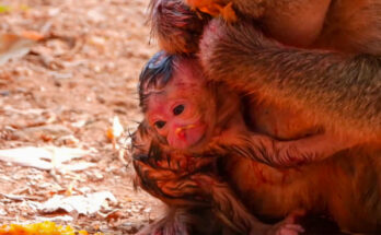 A newborn long-tailed macaque cradled by her mother in the mossy forest of Angkor Wat, Cambodia, eyes just beginning to open.