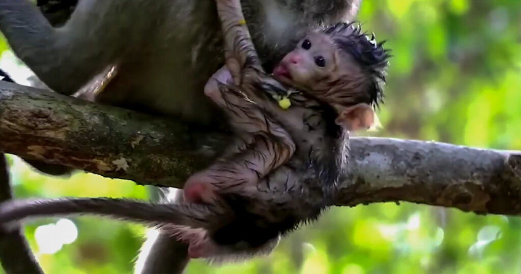 A Lesson in Independence: Mother Monkey Leaves Her Baby High Above the Forest Floor