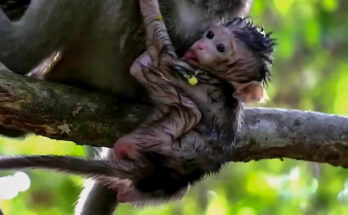 Young baby monkey sitting alone on a tree branch in the Angkor Wat forest while its mother watches from a nearby branch.