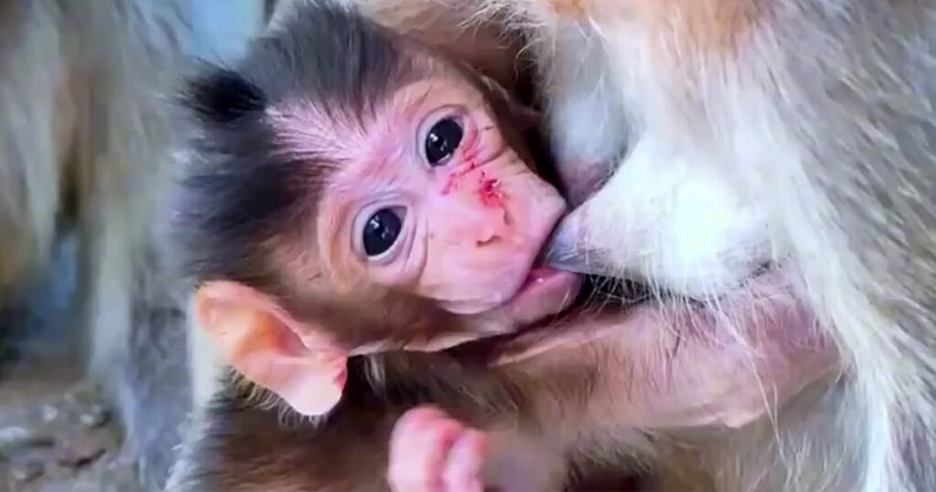 The Little Monkey Lost Its Grip — What Happened Next Stopped Everyone Col