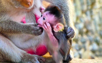 A young long-tailed macaque presses close to his mother on an ancient stone wall at Angkor Wat, Cambodia, after a brief but decisive correction during a nursing tantrum.