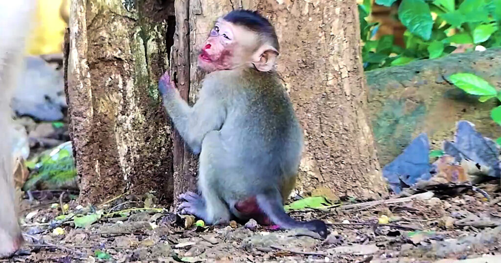 She Never Stopped Watching — How a Mother Monkey in the Angkor Forest Kept Vigil Over Her Sick Baby All Night