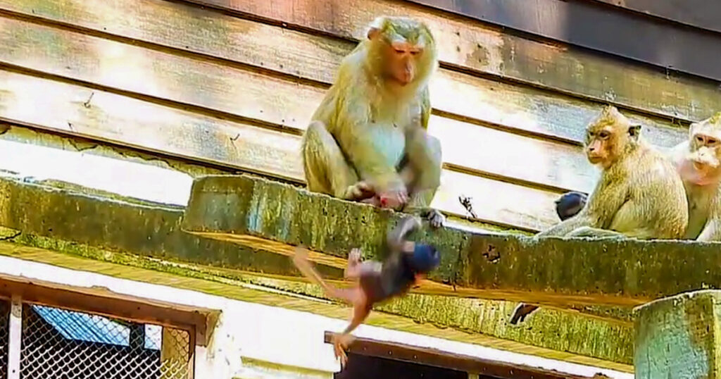 She Wouldn't Let Go — A Mother Monkey's Grip Saves Her Baby at the Last Second