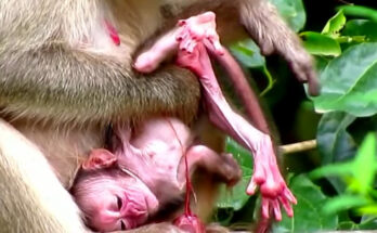 First-time monkey mother carefully holding her newborn baby while resting beneath a tree in the Angkor Wat forest.