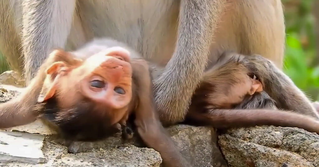 A Mother's Worry: The Morning Her Baby Monkey Wouldn't Open His Eyes