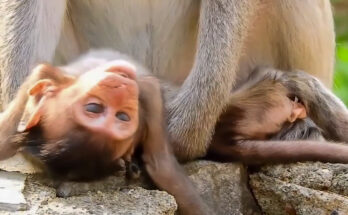 Mother monkey holding her young baby closely while resting beneath trees in the Angkor Wat forest.