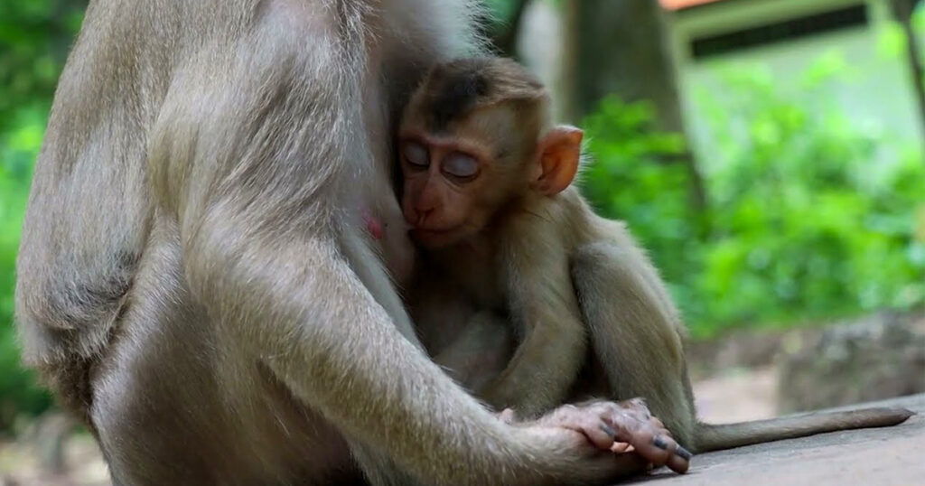Even as He Grew Up, He Never Wandered Far From Mom