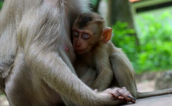Adult monkey resting beside his mother on a tree branch in the Angkor Wat forest during a peaceful afternoon.