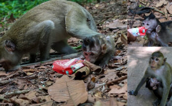 Baby monkey Eleanor exploring a small branch in the Angkor Wat forest while Bean Monkey watches nearby.