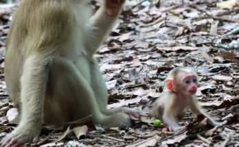 Young monkey Alfie carefully taking his first independent steps along a tree branch in the Angkor Wat forest while his mother watches nearby.