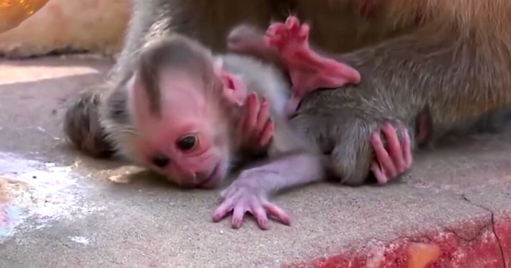 A Newborn Clings to Life While Her Mother Drifts Off to Sleep