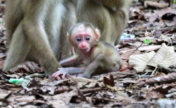 Baby monkey Alfie carefully explores the forest floor while his mother watches nearby in the Angkor Wat forest.