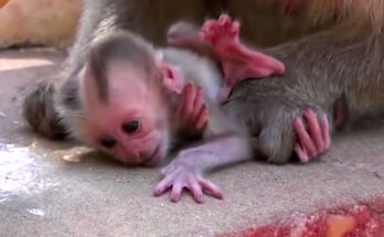 A newborn long-tailed macaque clings to its sleeping mother at the base of a tree in the Angkor Wat forest, Cambodia.